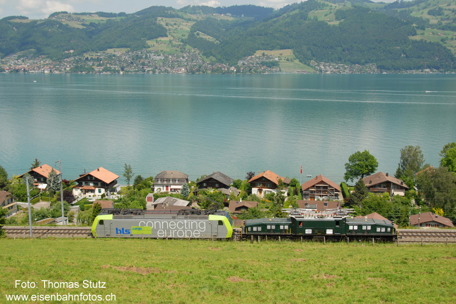 Krokodil am Thunersee
