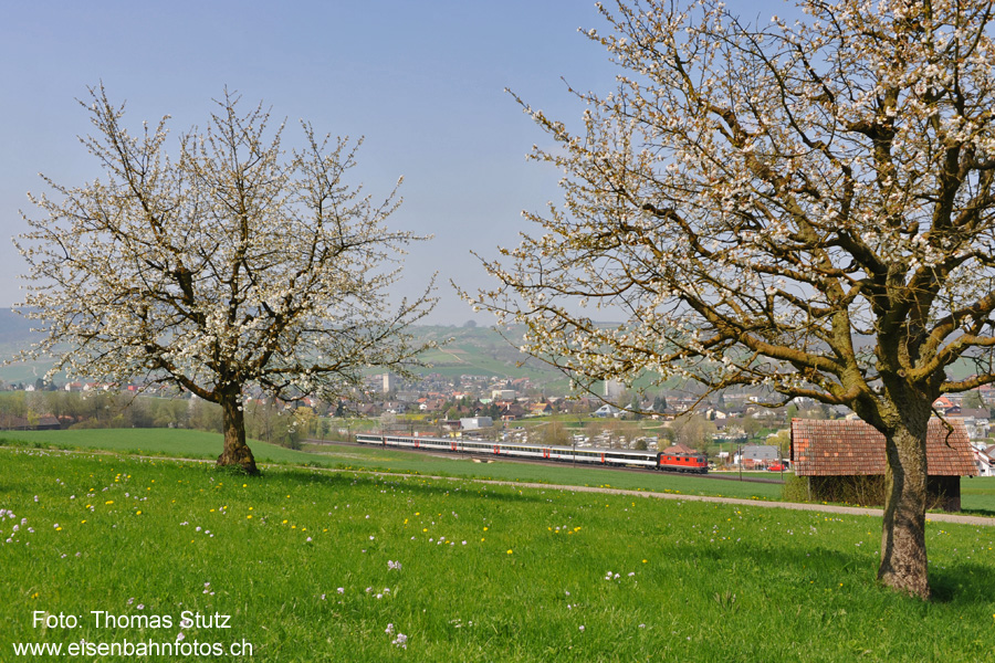 IR zwischen den Bäumen
